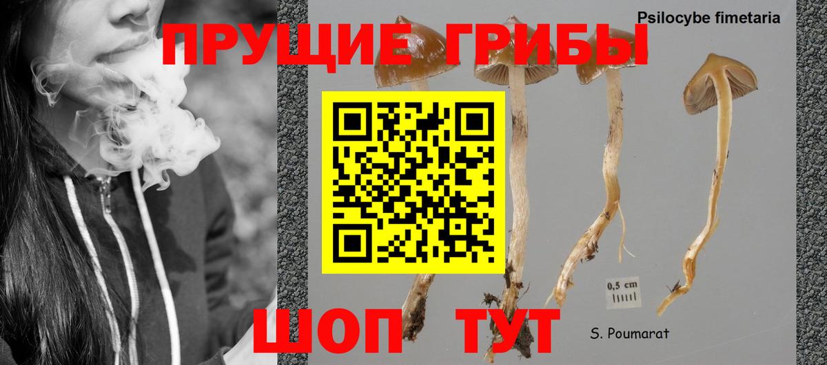 Сергиев Посад  Псилоцибиновые грибы прущие грибы  Псилоцибиновые грибы Psilocybine cubensis  Вход с VPN 